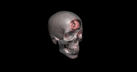 Human skull and brain cross section slice through front. 3d render , art