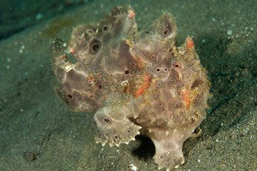 Painted frogfish, Antennarius pictus, Lembeh Strait Sulawesi Indonesia