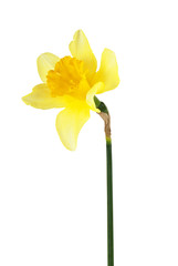 Fleur de narcisse jaune isolé sur fond blanc