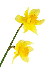 Two flowers of daffodil on white background