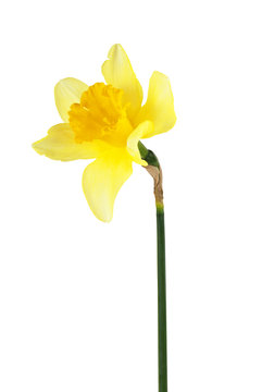 Yellow narcissus flower isolated on a white background