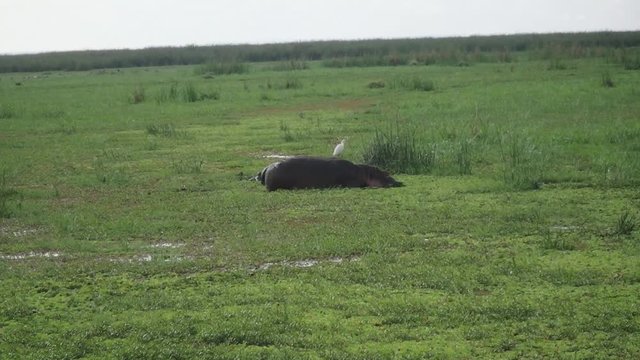 Hippos submerged feeding, Lake Manyara