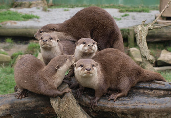 Family of Oriental Short clawed otters
