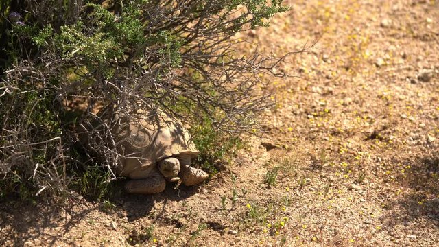 Wild Desert Tortoise 02 Gopherus Agassizii Mojave California