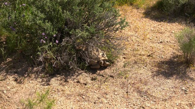 Wild Desert Tortoise 01 Gopherus Agassizii Mojave California