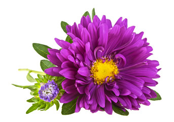 Aster flowers on a white background