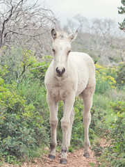  half-wild cream foal. Israel