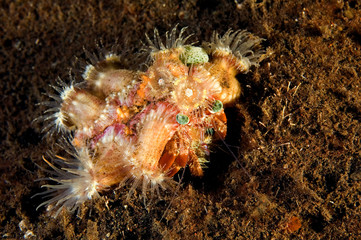 Hermit crab, Dardanus pedunculatus, cover its shell with small sea anemones for camouflage and protection. Bali Indonesia.