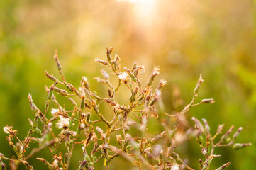 A branch of little field plant