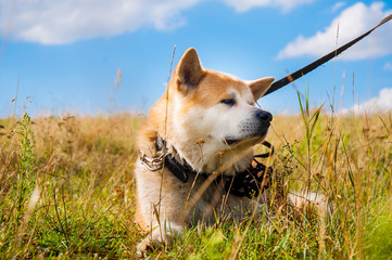 Relaxing akita inu