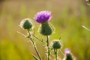 Thistle in the field