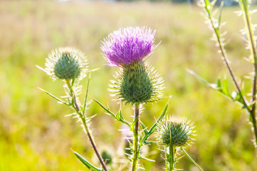Thistle in the field