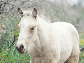 portrait of half-wild cream foal. Israel