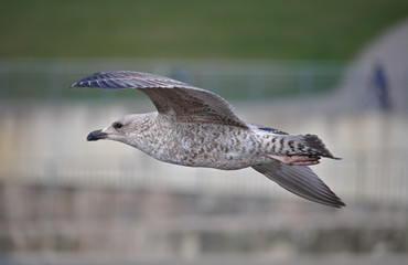 Herring gull in juvenile plumage