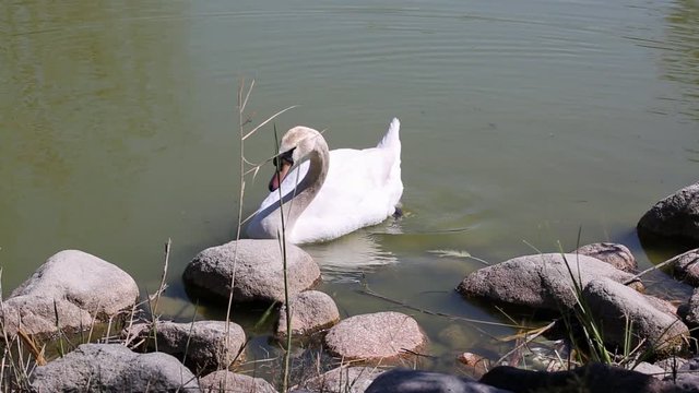 Swan