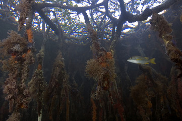 Snappers, Lutjanus apadus, under colorful  mangrove roots, Tobacco Cay Belize.