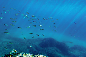 Large flock of colorful fish underwater in the Mediterranean ocean in Mallorca, Spain.