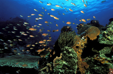 Fototapeta na wymiar Reef scenic, Bali Indonesia.