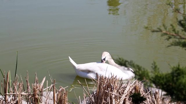 Swan