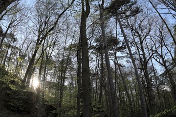Wald mit Felsen und Sonne
