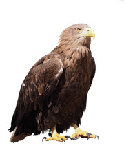 Obraz premium Eagle with yellow beak sitting isolated at white