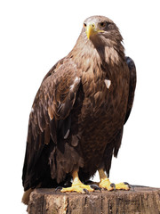 Obraz premium Eagle with yellow beak sitting at the wood isolated at white