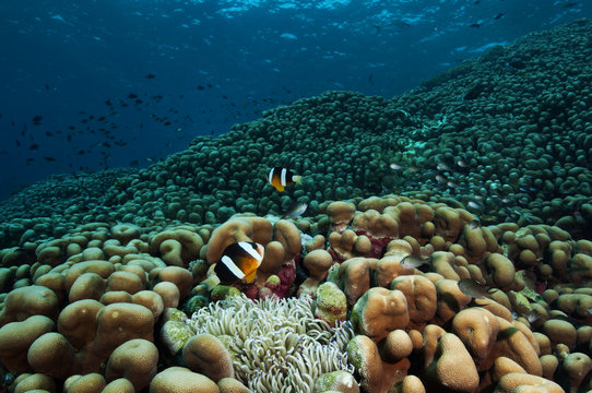 Reef scenic with Pavona clavus hard corals, Sulawesi Indonesia