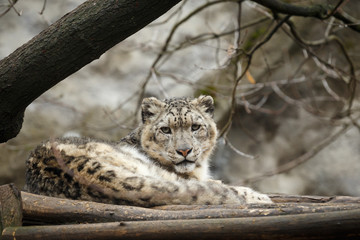 Face portrait of snow leopard - Irbis (Panthera uncia)