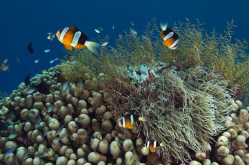 Naklejka na ściany i meble Clark anemonefishes, Amphiprion clarkii, on pavona hard corals, Sulawesi Indonesia