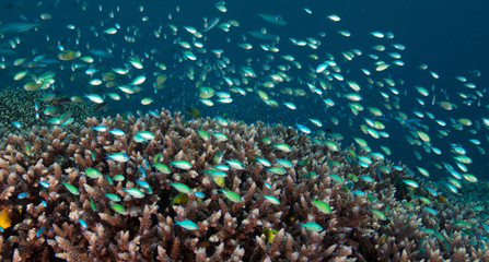 Reef scenic with howering damsels, Chromis viridis, Raja Ampat Indonesia