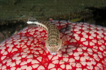 startfish, Halithyle sp, Lembeh Strait Sulawesi Indonesia.