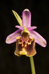 Bee orchid, Ophrys lyciensis, Kas Turkey April 2009