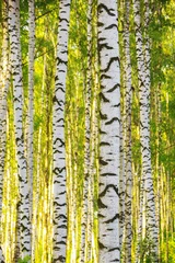 Gardinen summer in sunny birch forest © janbussan