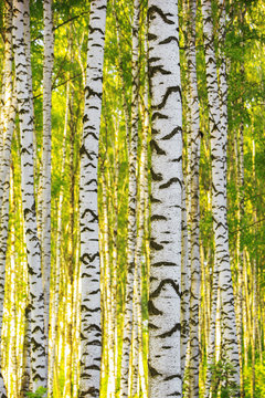 Fototapeta summer in sunny birch forest