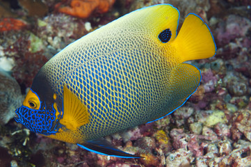 Yellowmask angelfish, Pomacanthus xanthometopon, Sulawesi Indonesia