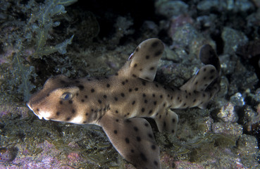 Horn shark, Heteredontus francisci, Channel Islands, California USA.
