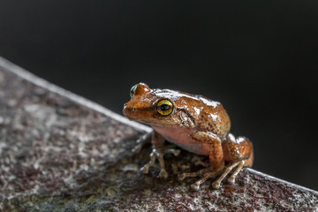 Coqui Frog in Hawaii sitting on a rock bowl