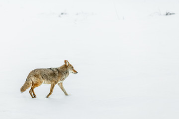 Fototapeta na wymiar Coyote walking in the snow