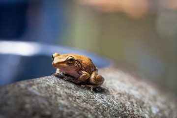 Coqui Frog in Hawaii sitting on a rock bowl