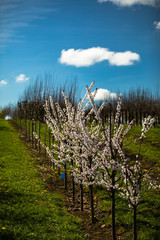 Juvenile Cherry Blossom Trees