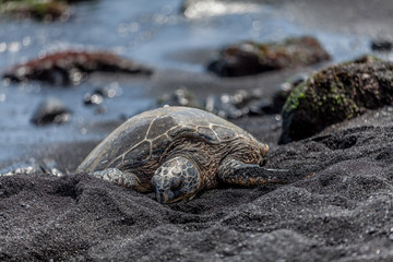 Green Turtle sleeping on Black Sand Beach low angle Horizontal