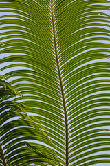 Cycad tropical palm plant in Hawaii
