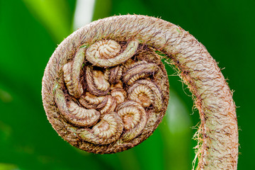 Hapuu tropical fern in Hawaii about to sprout close up © Julia Held