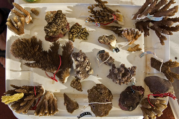 Labelled coral specimens for lab identification. Tabuaeran (Fanning) Island, Kribati.