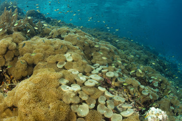 Reef scenic with leather softcorals  Raja Ampat Indonesia