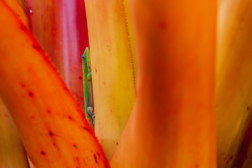 Day Gecko on tropical orange Bromeliad plant