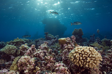 Fototapeta na wymiar Reef scenics, inner lagoon, Kingman Reef.