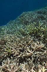 Naklejka na ściany i meble Acropora hard corals Sulawesi Indonesia