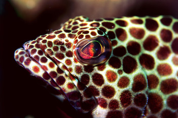 Honeycomb grouper, Ephinephelus merra, Tukang Besi Islands, Indonesia.