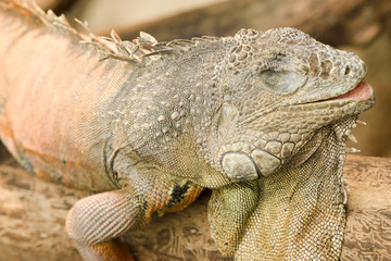 Kameleon © RegnumInvictum